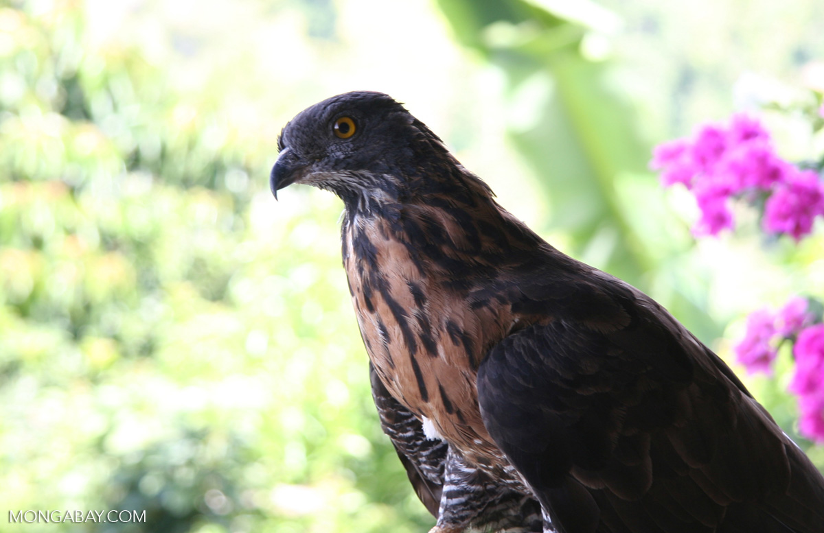 Image of Sulawesi Hawk-Eagle