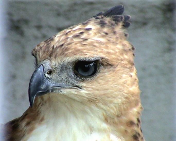 Image of North Philippine Hawk-Eagle