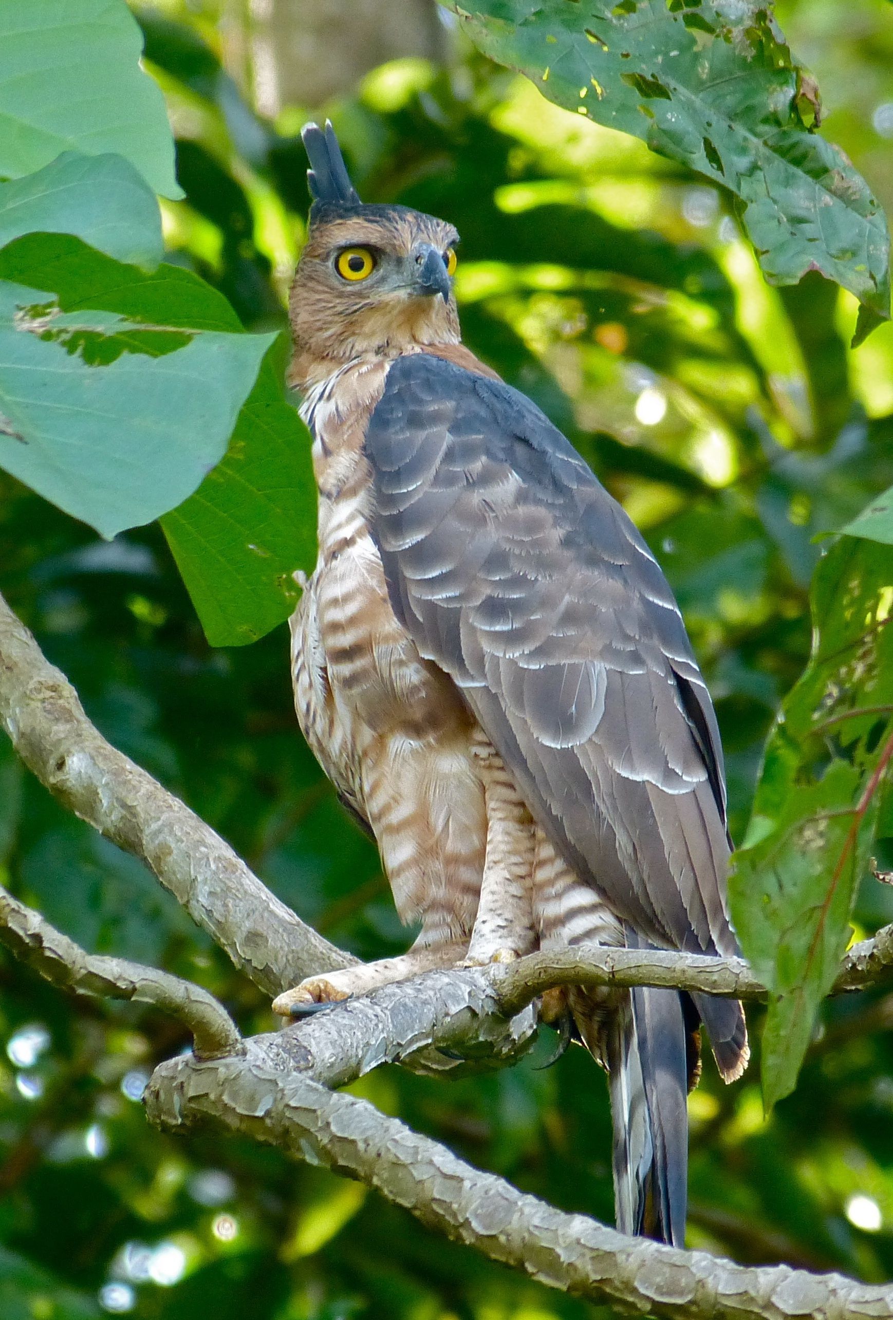 Image of Wallace's Hawk-Eagle