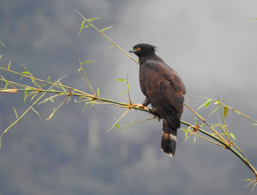 Image of Black Hawk-Eagle