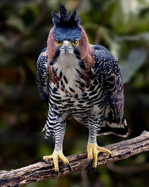 Image of Ornate Hawk-Eagle