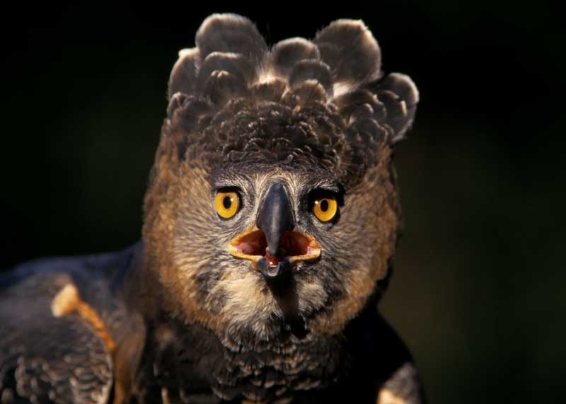 Image of Crowned Eagle
