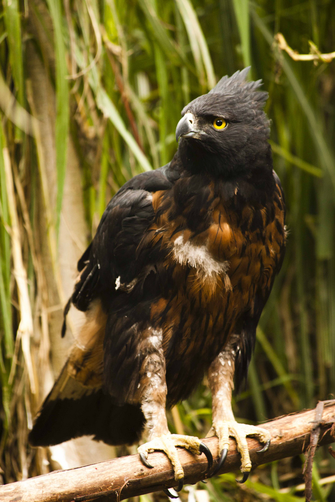 Image of Black-and-chestnut Eagle