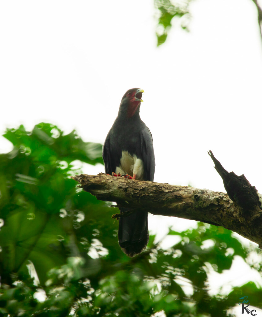 Image of Red-throated Caracara
