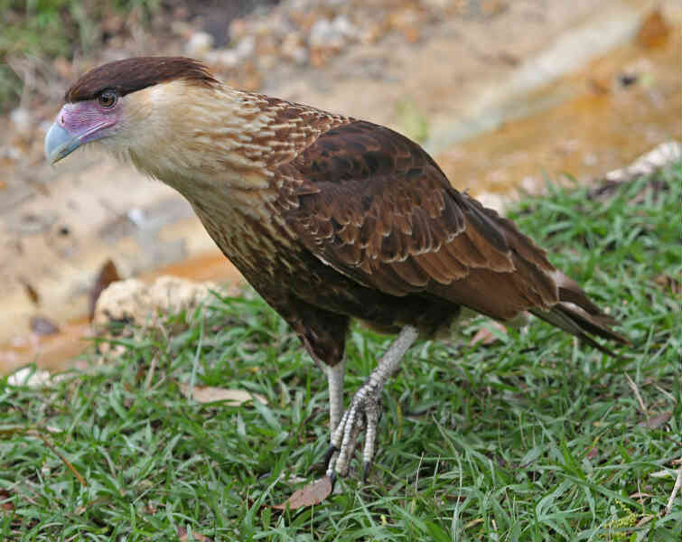 Image of Crested Caracara