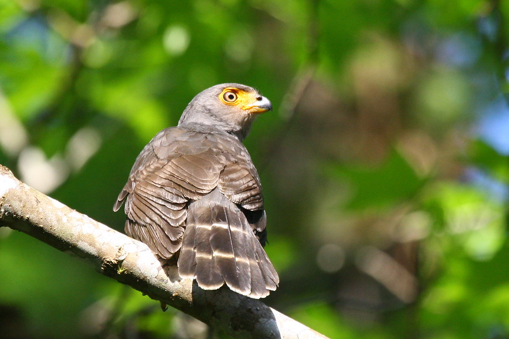 Image of Barred Forest-falcon