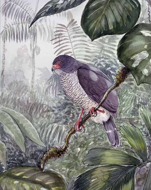 Image of Plumbeous Forest-falcon