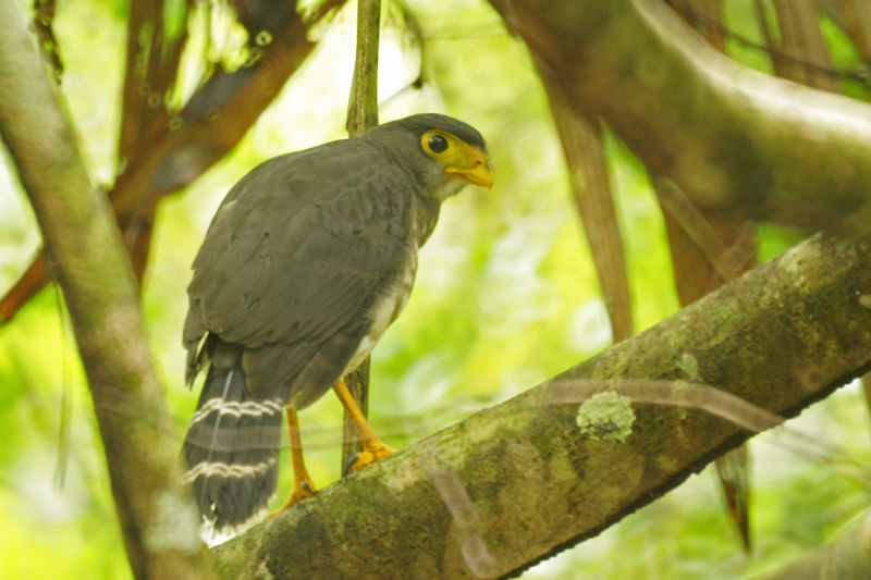 Image of Slaty-backed Forest-falcon