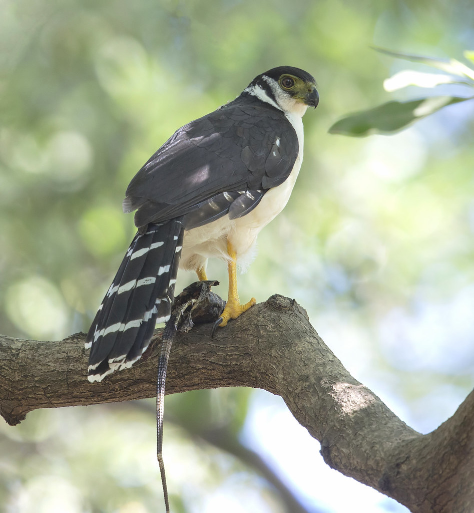 Image of Collared Forest-falcon