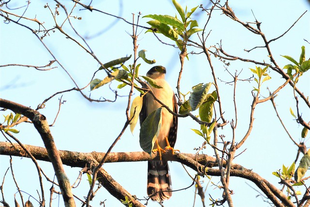 Image of Buckley's Forest-falcon