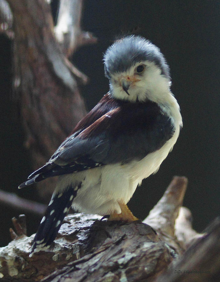 Image of Pygmy Falcon