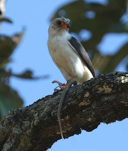 Image of White-rumped Pygmy-falcon
