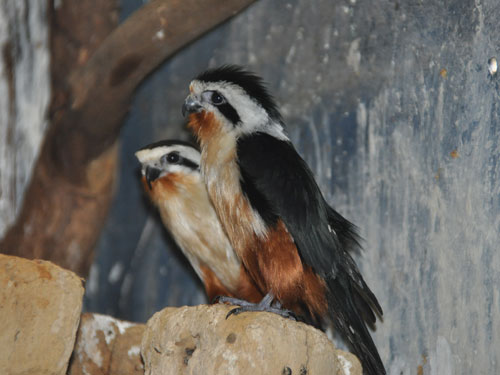 Image of Collared Falconet