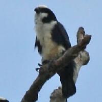 Image of White-fronted Falconet