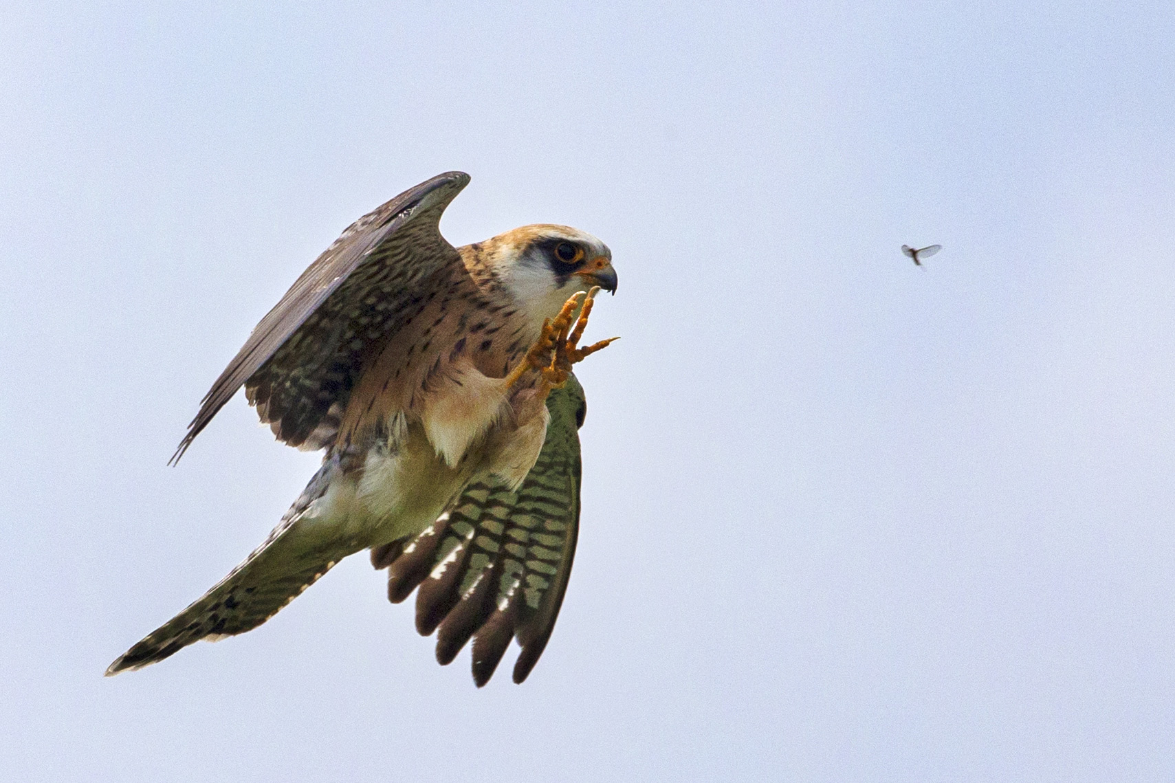 Image of Red-footed Falcon