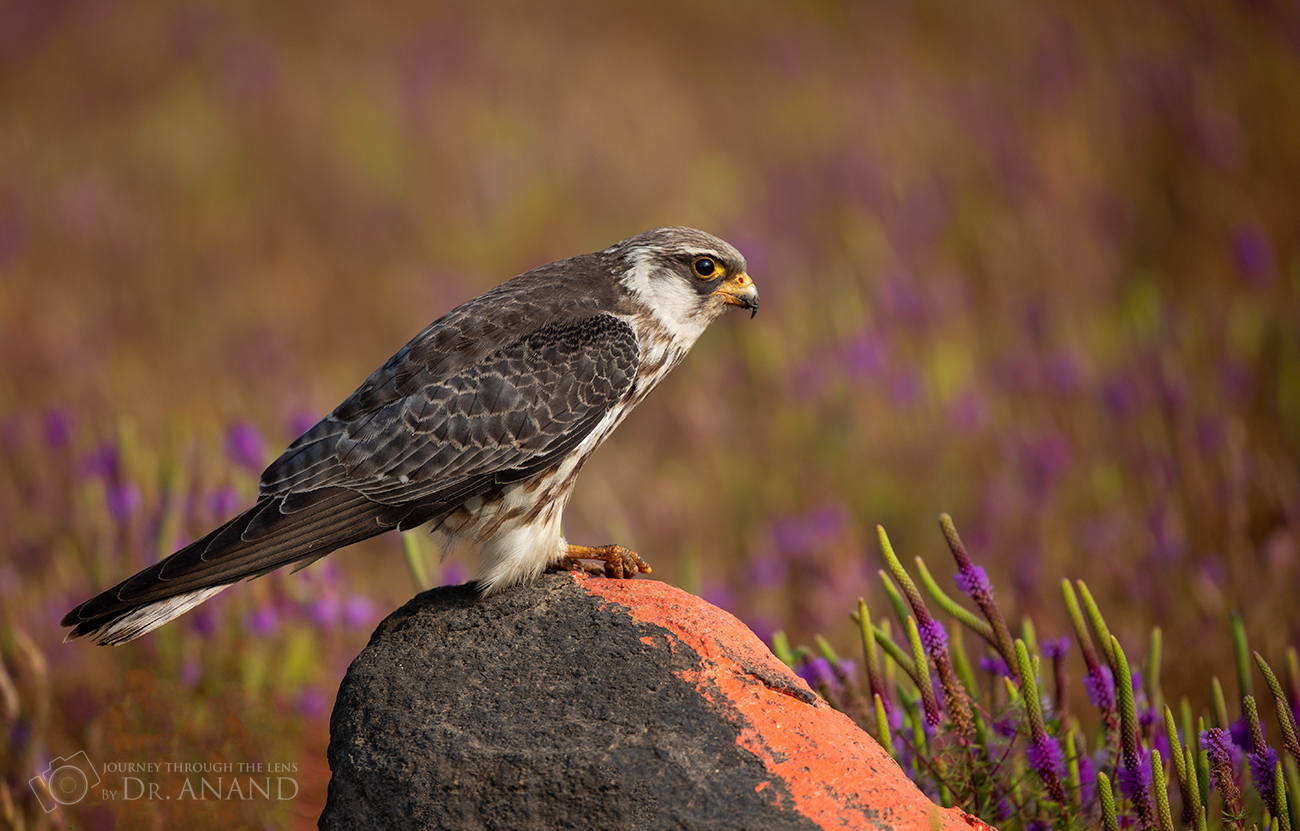 Image of Amur Falcon
