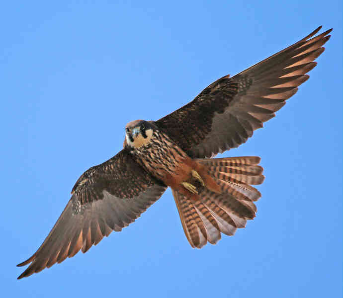 Image of Eleonora's Falcon