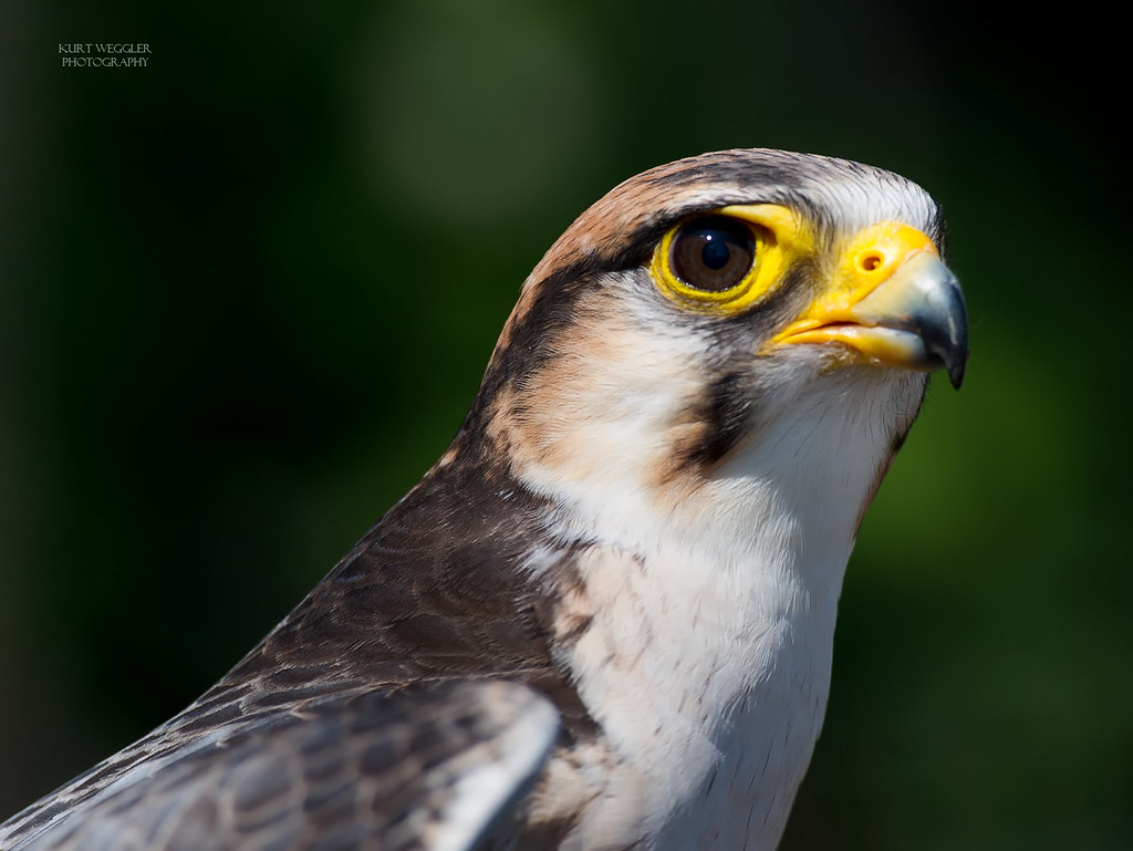 Image of Laggar Falcon