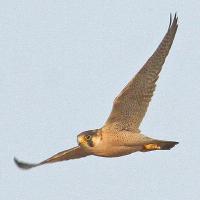 Image of Barbary Falcon