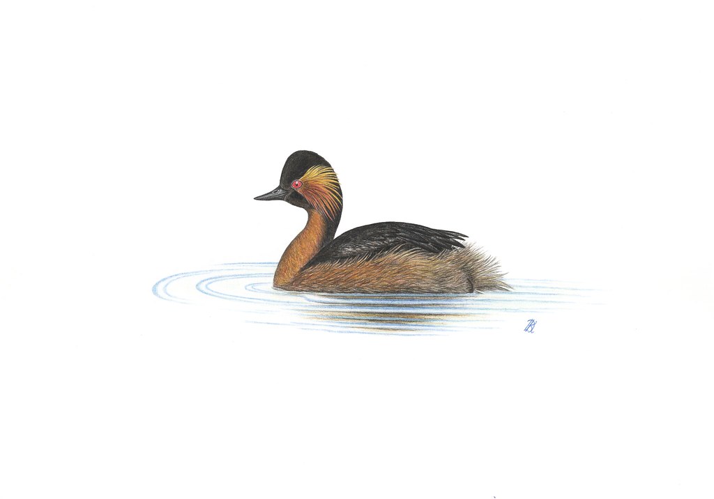 Image of Colombian Grebe