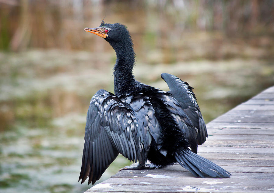 Image of Crowned Cormorant
