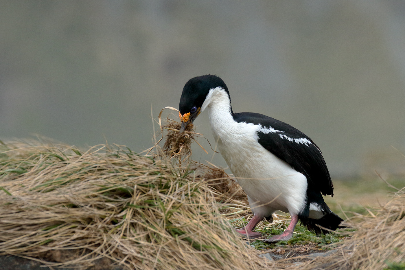 Image of Imperial Shag