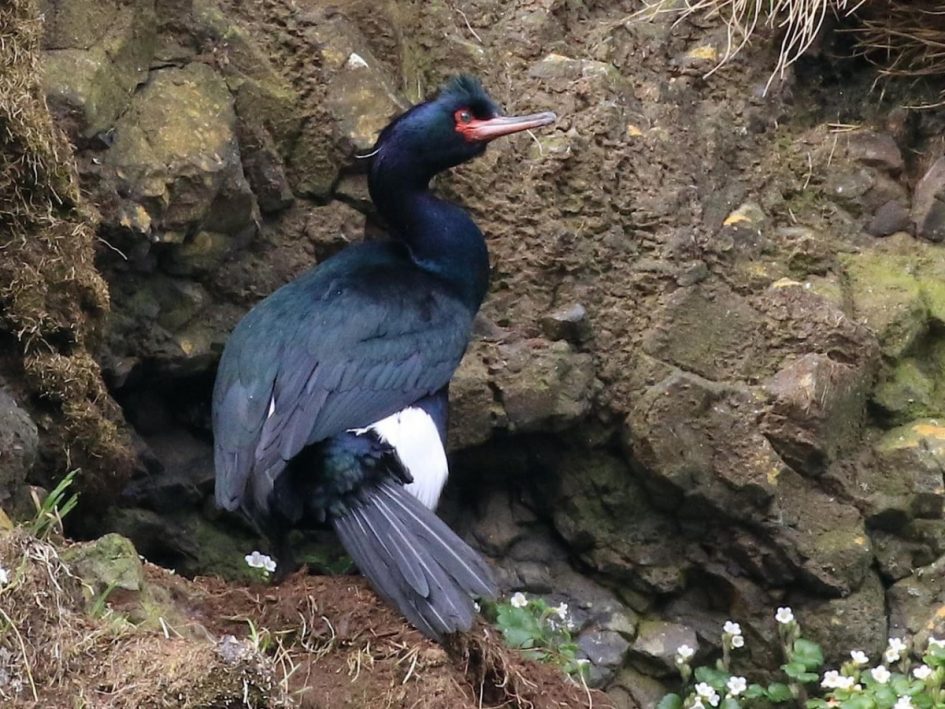 Image of Pelagic Cormorant