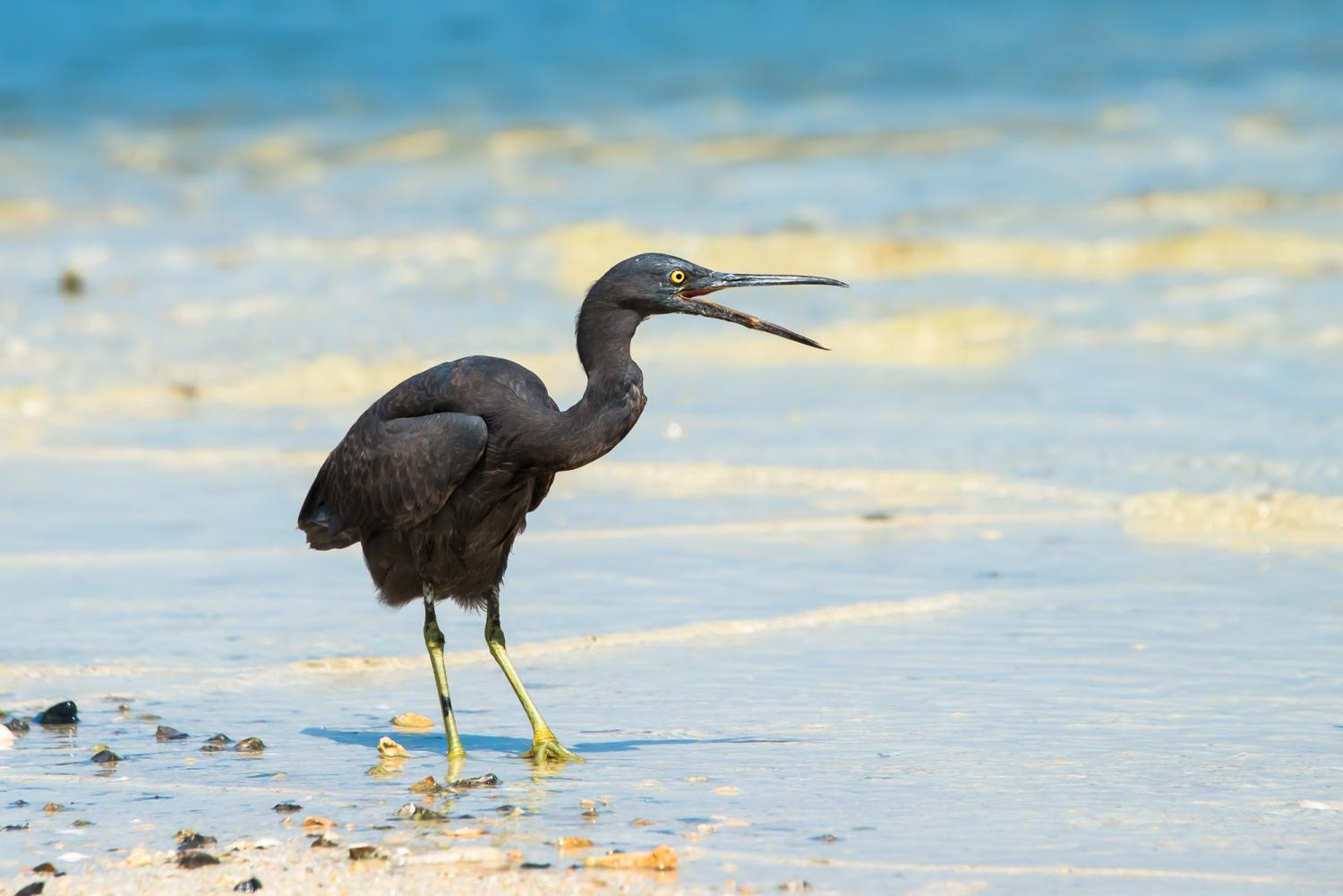 Image of Pacific Reef-egret