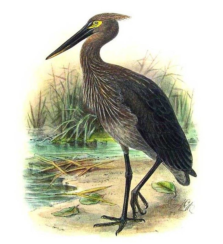 Image of Great-billed Heron