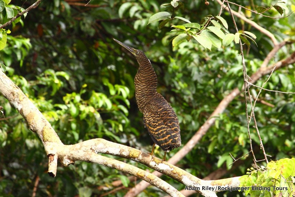 Image of White-crested Tiger-Heron