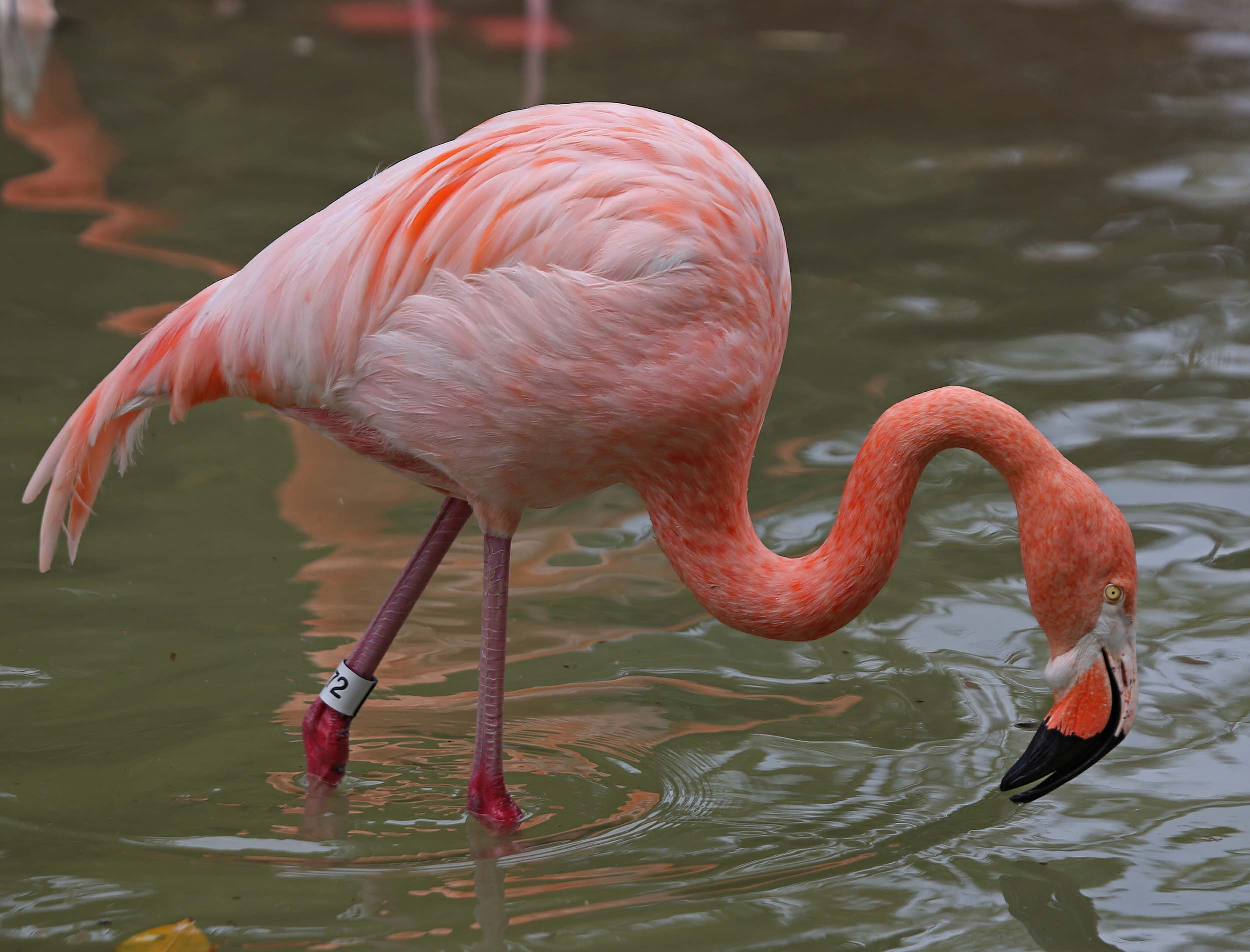 Image of Caribbean Flamingo
