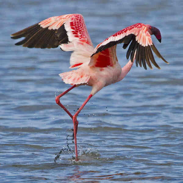 Image of Lesser Flamingo