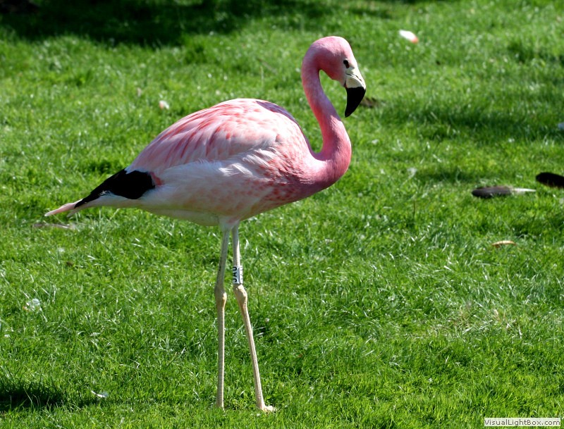 Image of Andean Flamingo