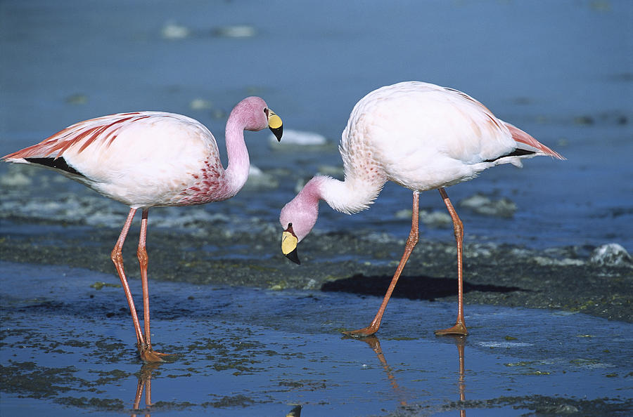 Image of Puna Flamingo