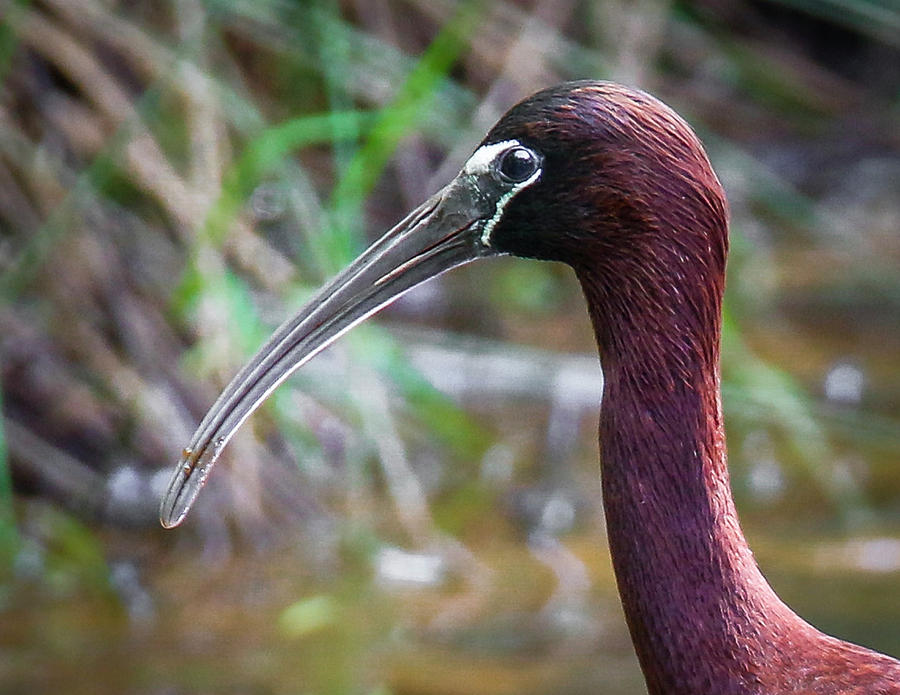 Image of Glossy Ibis