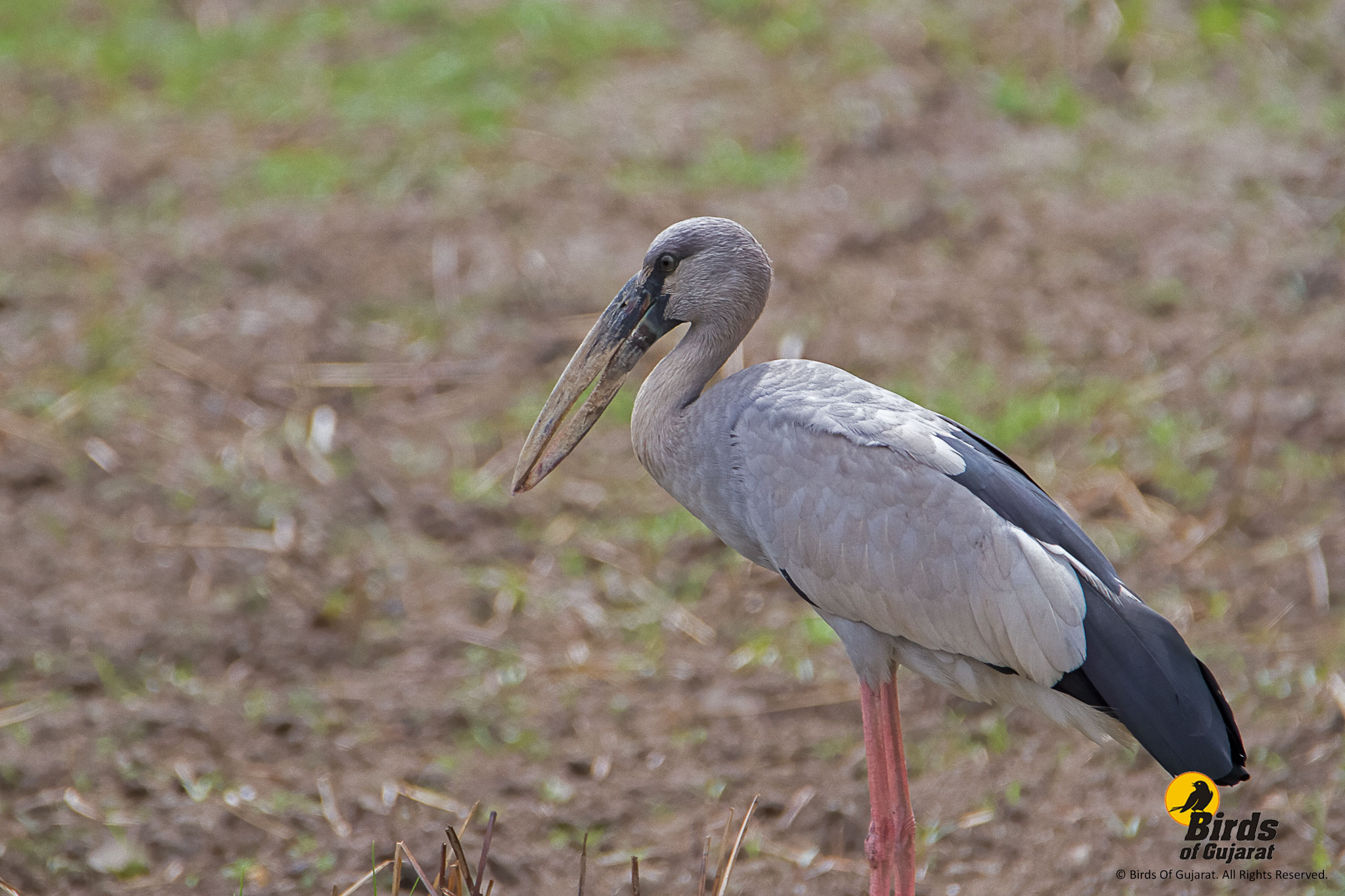 Image of Asian Openbill