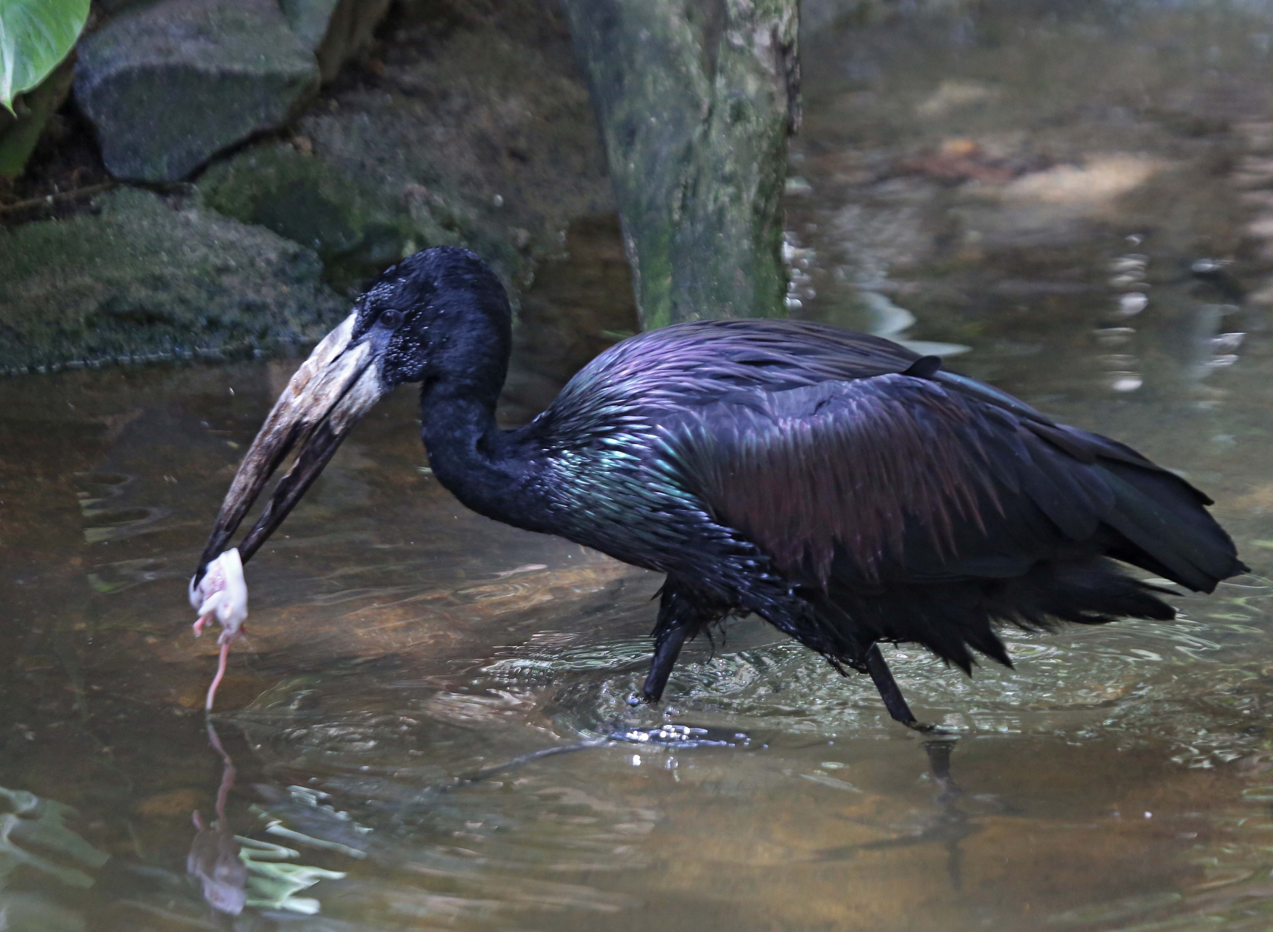Image of African Openbill