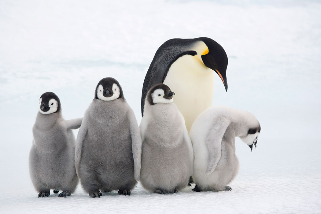 Image of Emperor Penguin