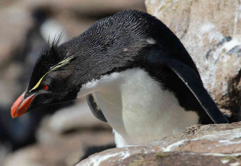 Image of Southern Rockhopper Penguin