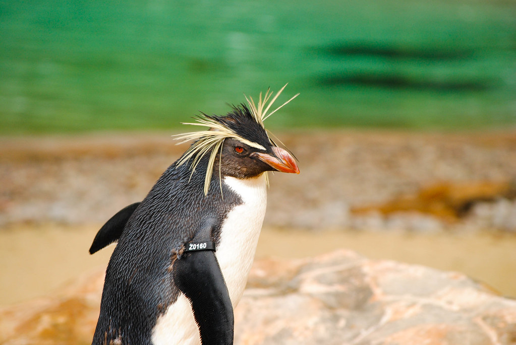 Image of Snares Penguin
