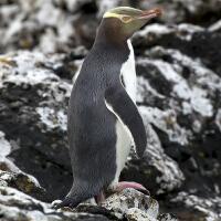 Image of Yellow-eyed Penguin