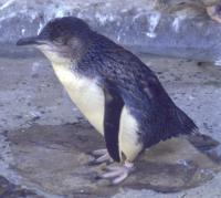 Image of Little Penguin