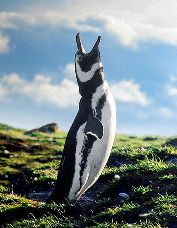 Image of Magellanic Penguin