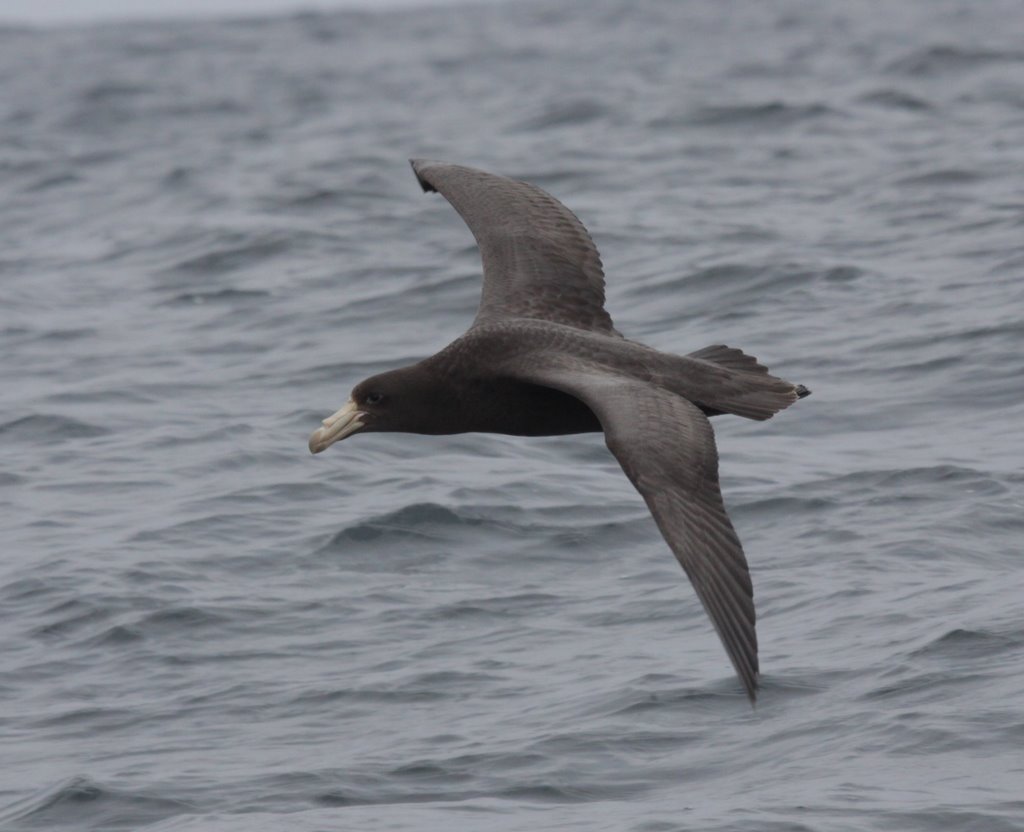 Image of Northern Giant-Petrel
