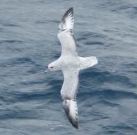 Image of Southern Fulmar