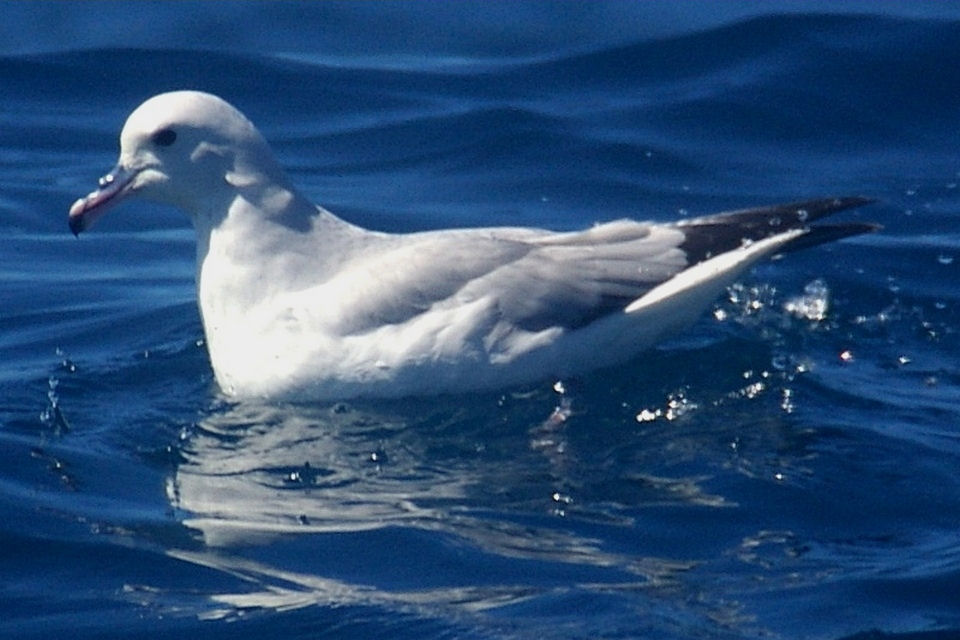 Image of Southern Fulmar