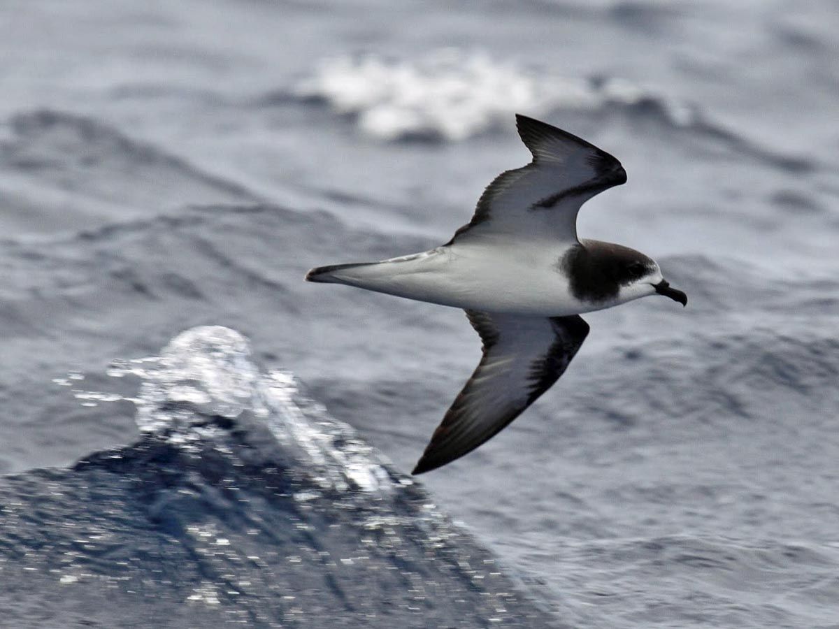 Image of Gould's Petrel