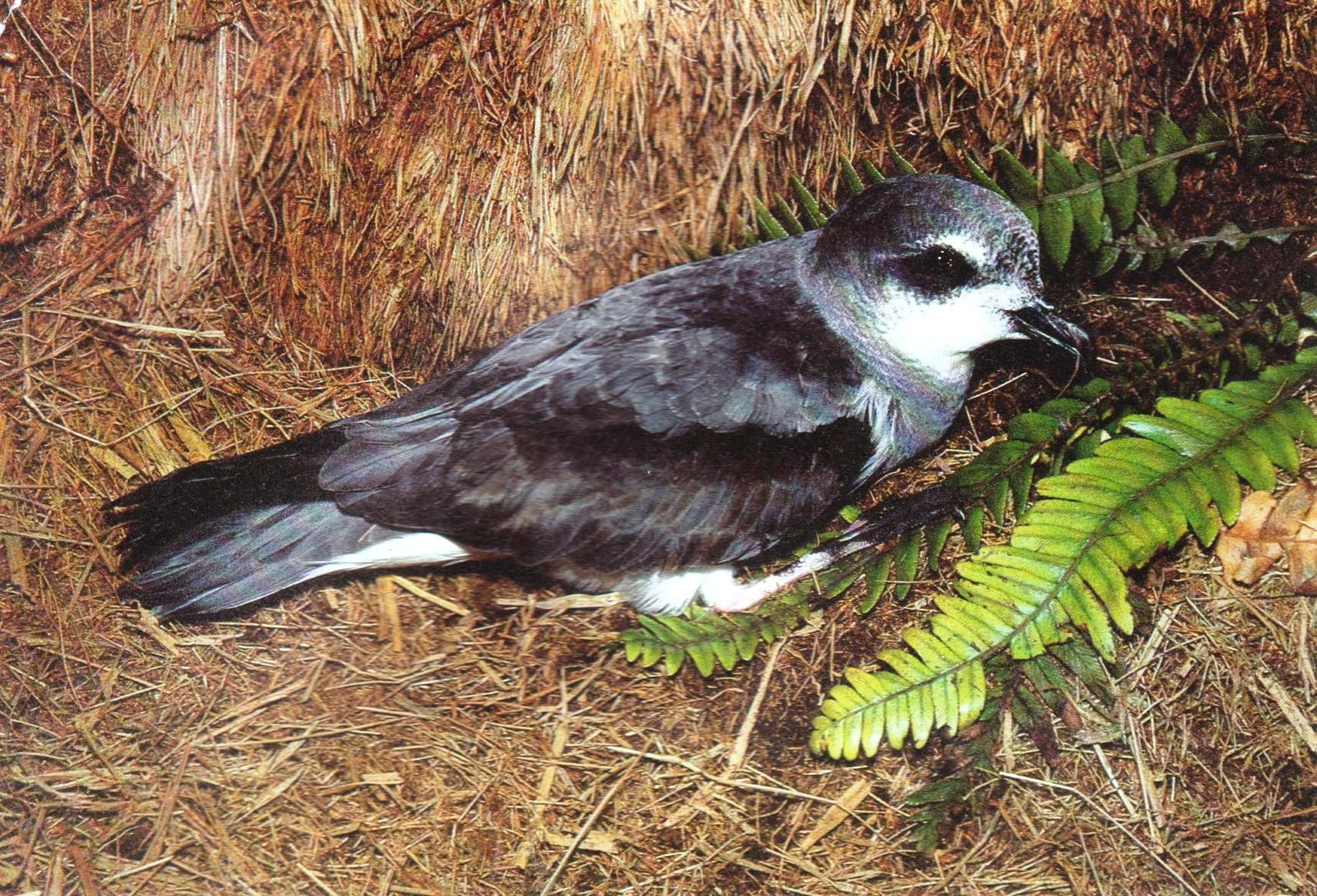 Image of Soft-plumaged Petrel