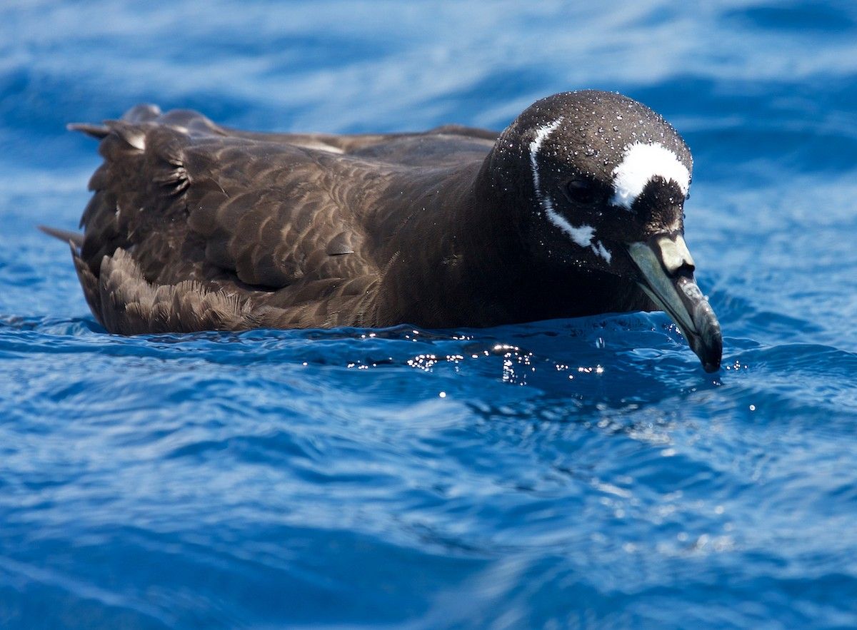 Image of Spectacled Petrel