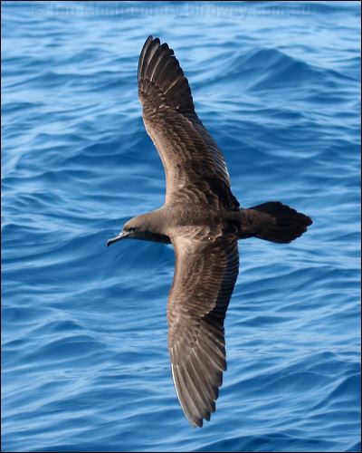Image of Wedge-tailed Shearwater